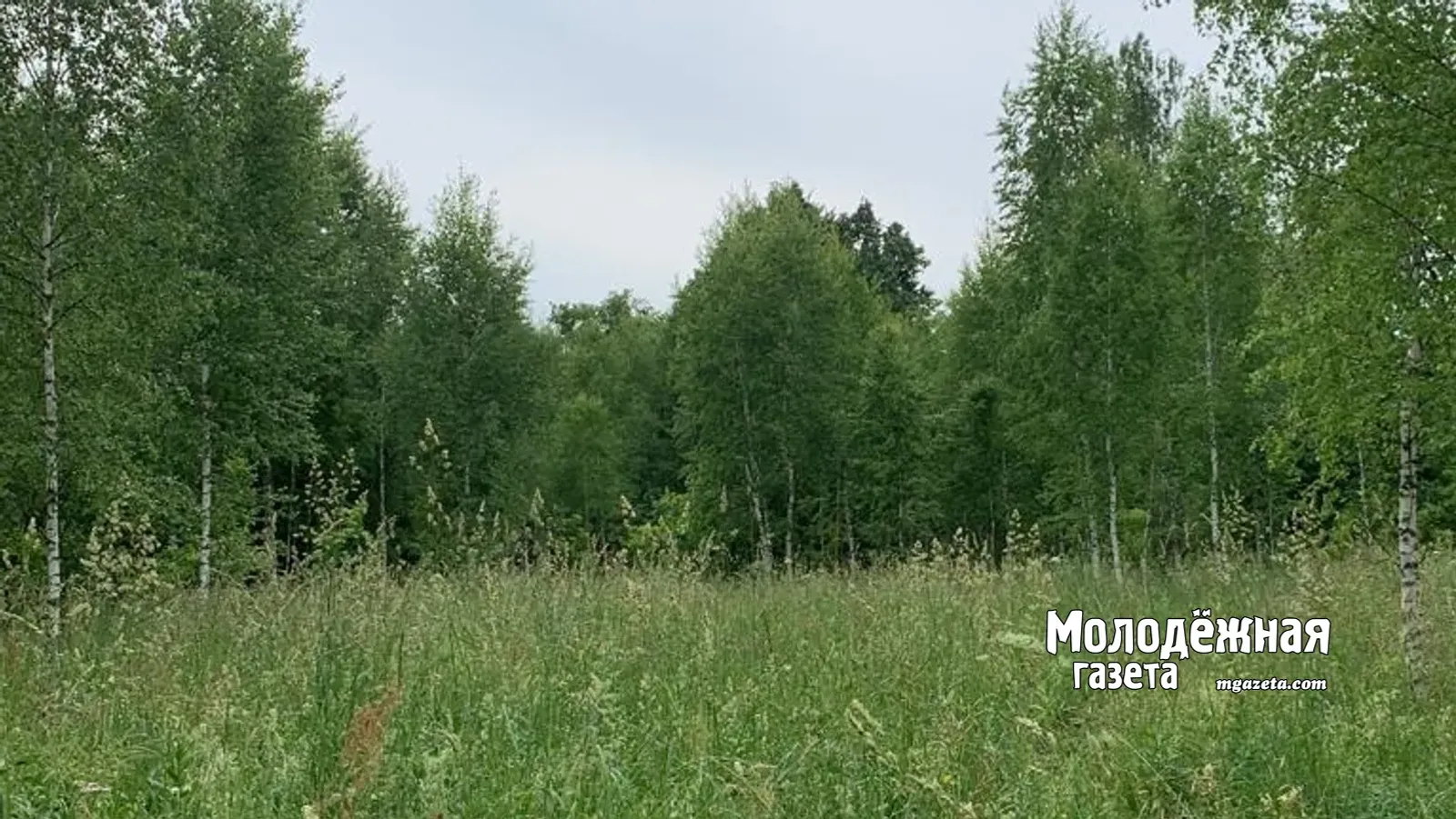 Башҡортостан урмандарында махсус режим ғәмәлдә – штрафтар 2 млн. һумға тиклем