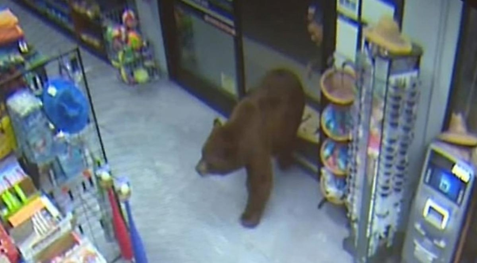 В Уфе на видео сняли медведя, который зашел в местный алкомаркет