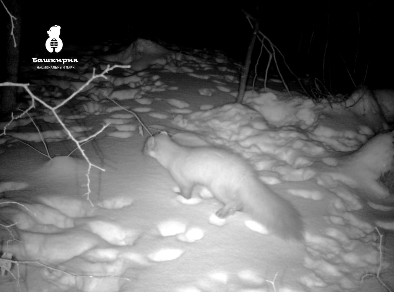 Жителям Башкирии предложили угадать, кто попался в фотоловушку нацпарка