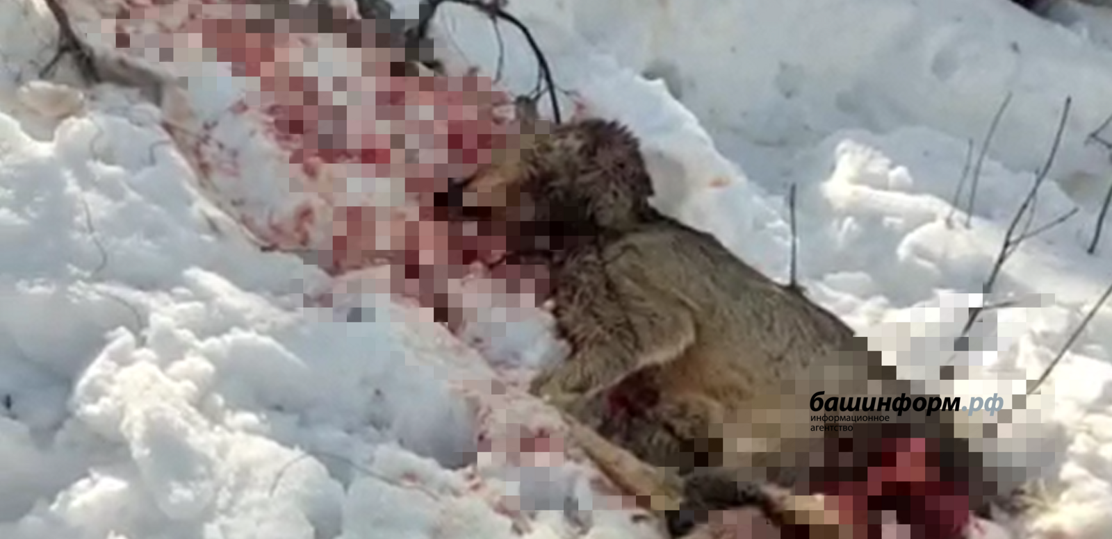 В Уфе свора бездомных собак загрызла косулю