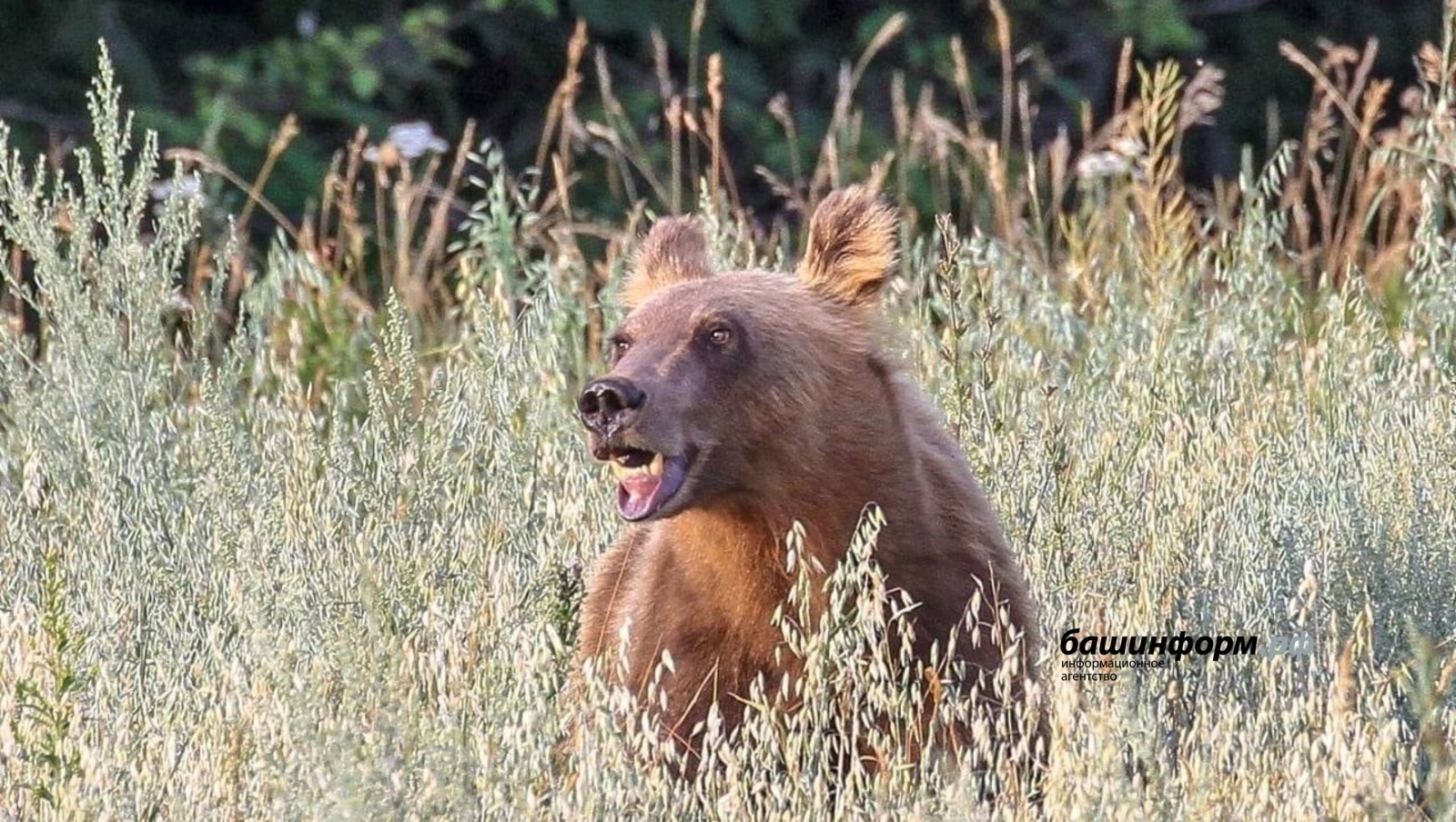 Республикала һунарсыларға йыртҡыс йәнлектәрҙе аулаған өсөн аҡса түләй башлайҙар