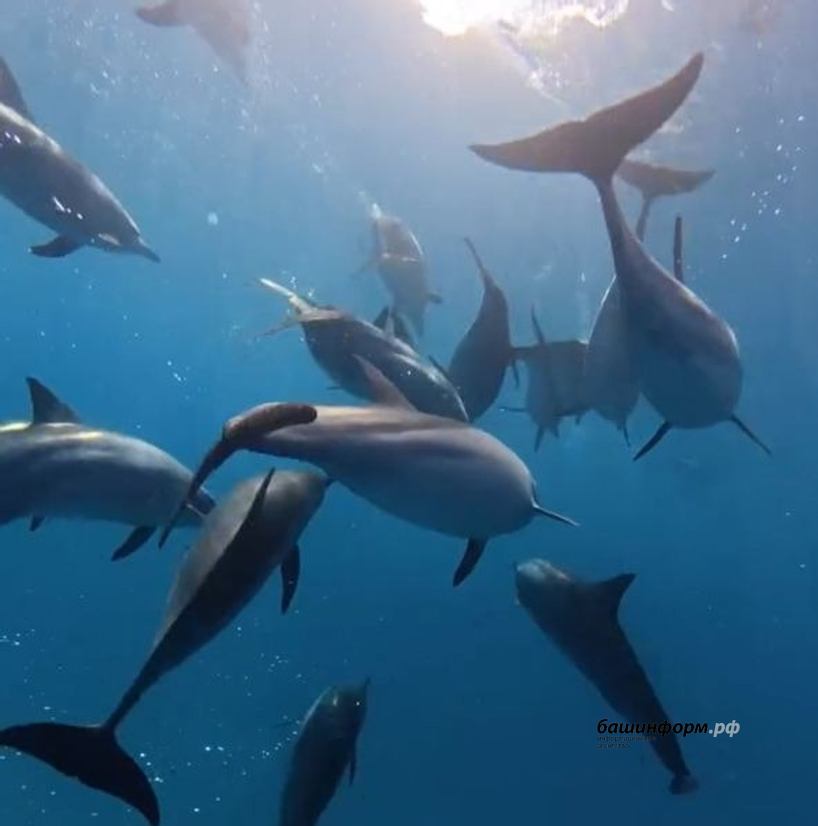 Башҡорт ҡурайы асыҡ диңгеҙҙә дельфиндарҙың иғтибарын йәлеп иткән