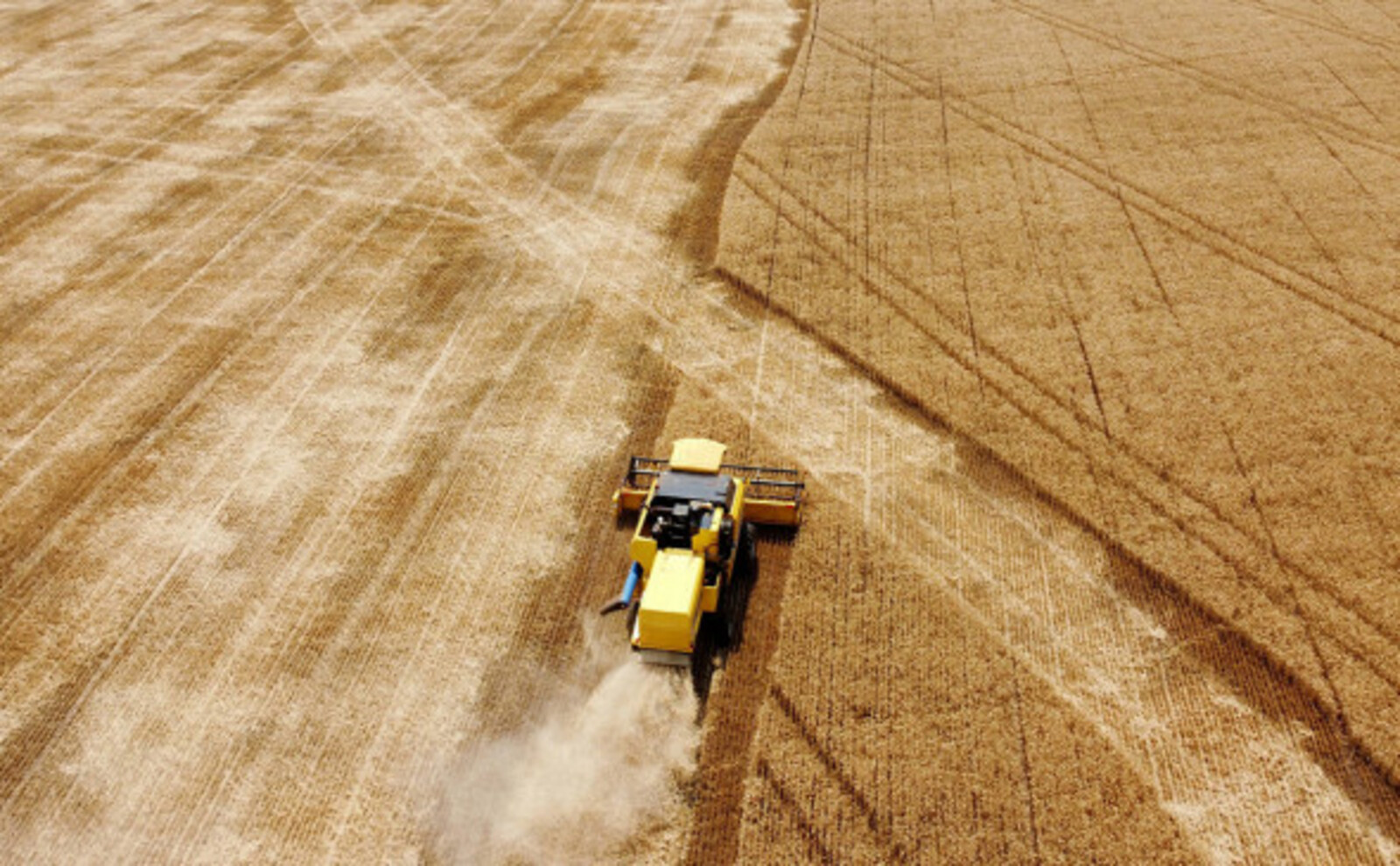 Путин спрогнозировал рекордный урожай пшеницы