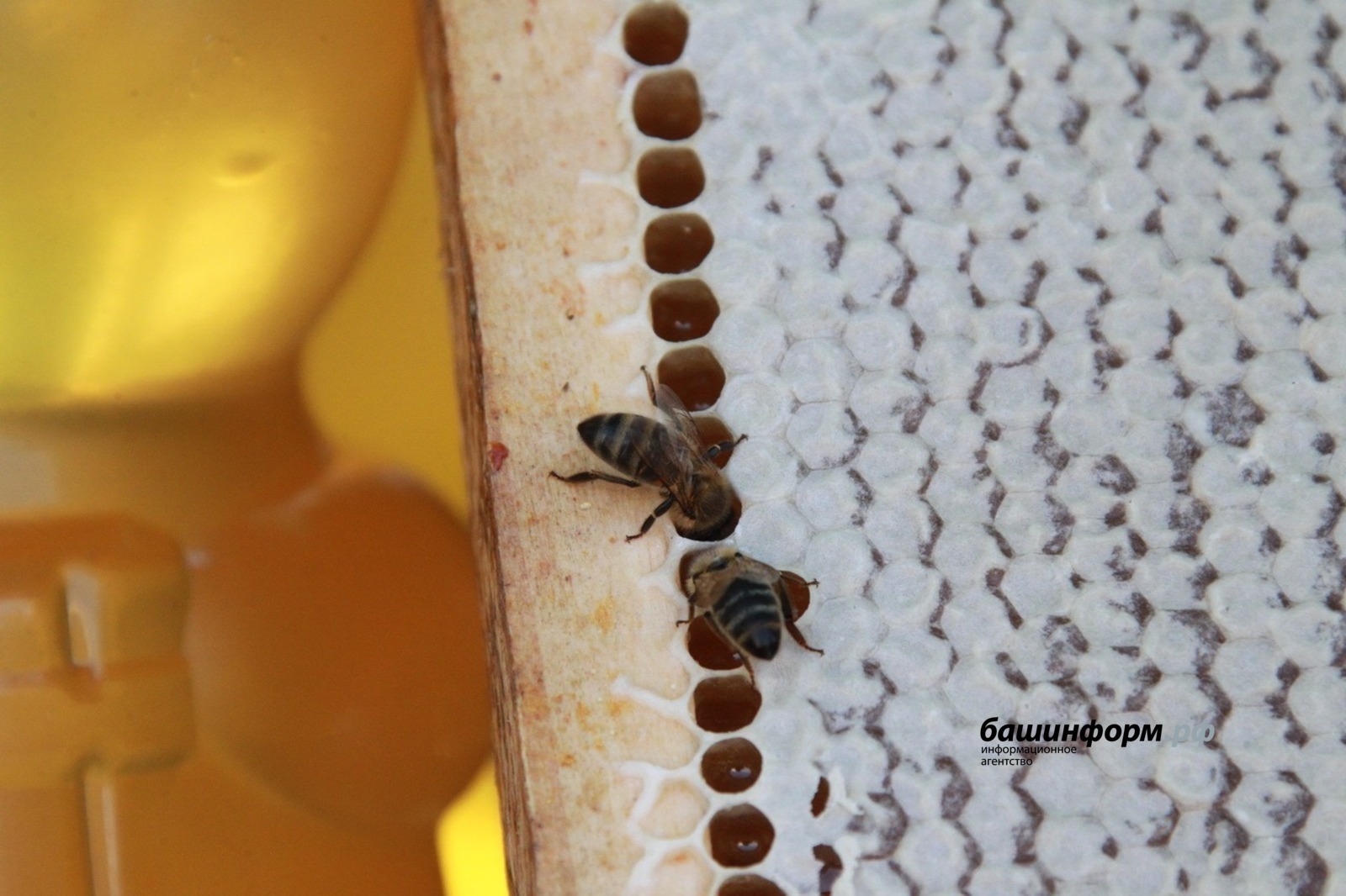 В Узбекистане заработает центр апитерапии с башкирскими пчелами