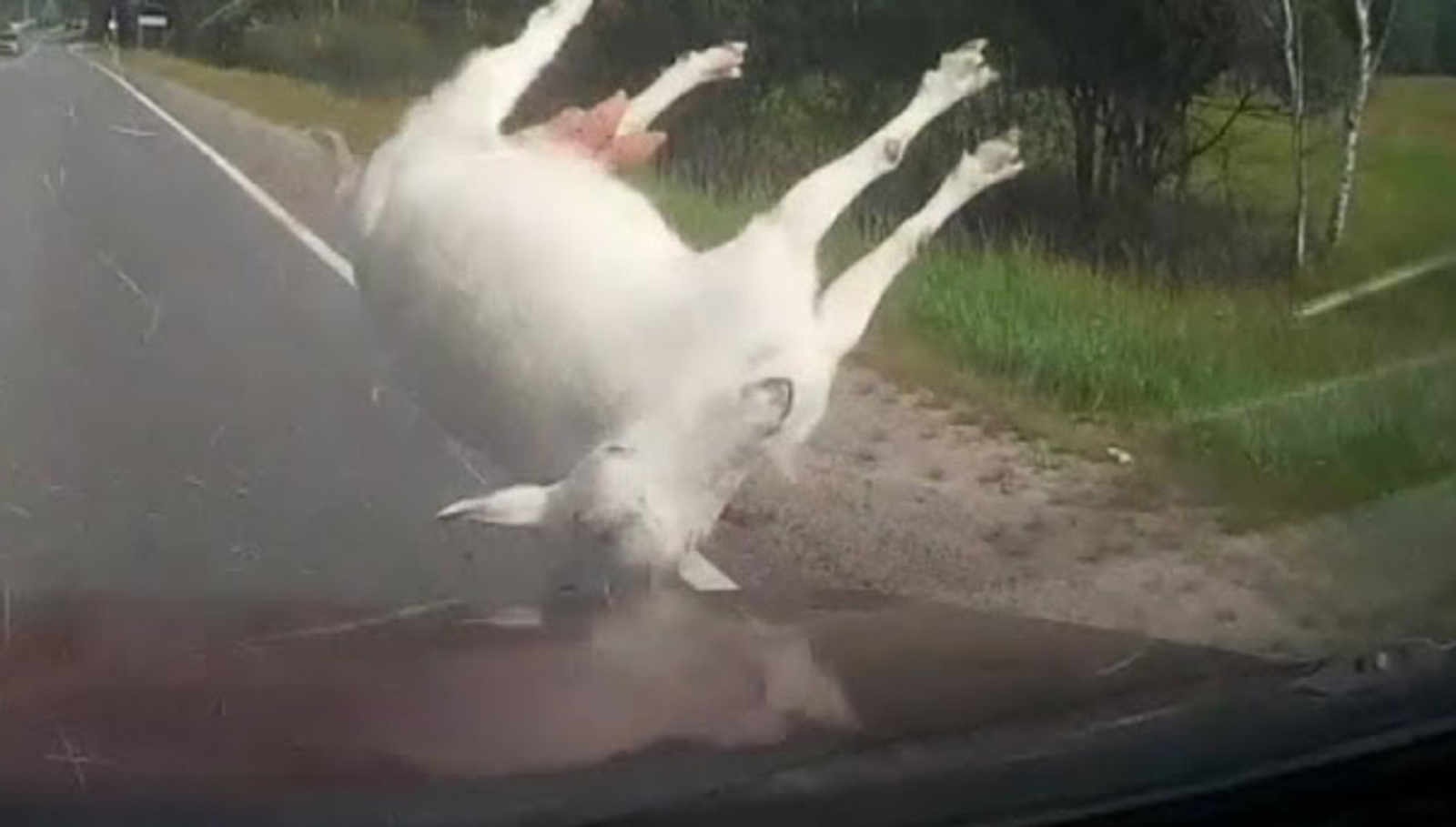 В Салаватском районе водитель сбил насмерть козу
