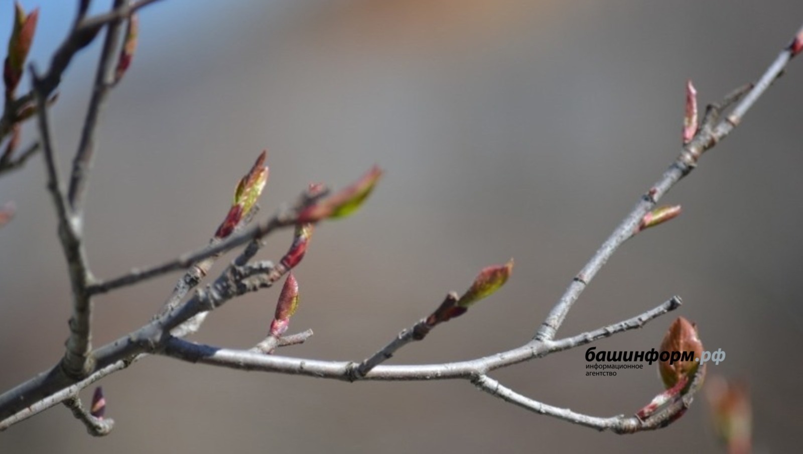 В Башкирии ожидается теплая погода с небольшими дождями
