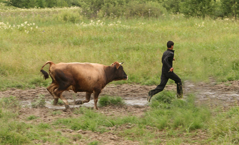 В Салаватском районе Башкирии корова подняла ребёнка на рога и бросила на землю…
