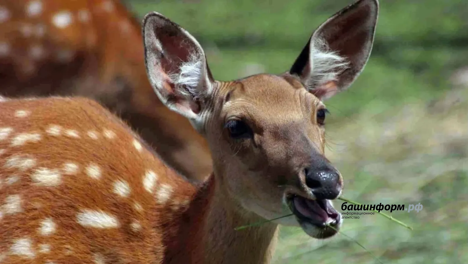 В Башкирии водителей предупредили о весенней миграции диких животных