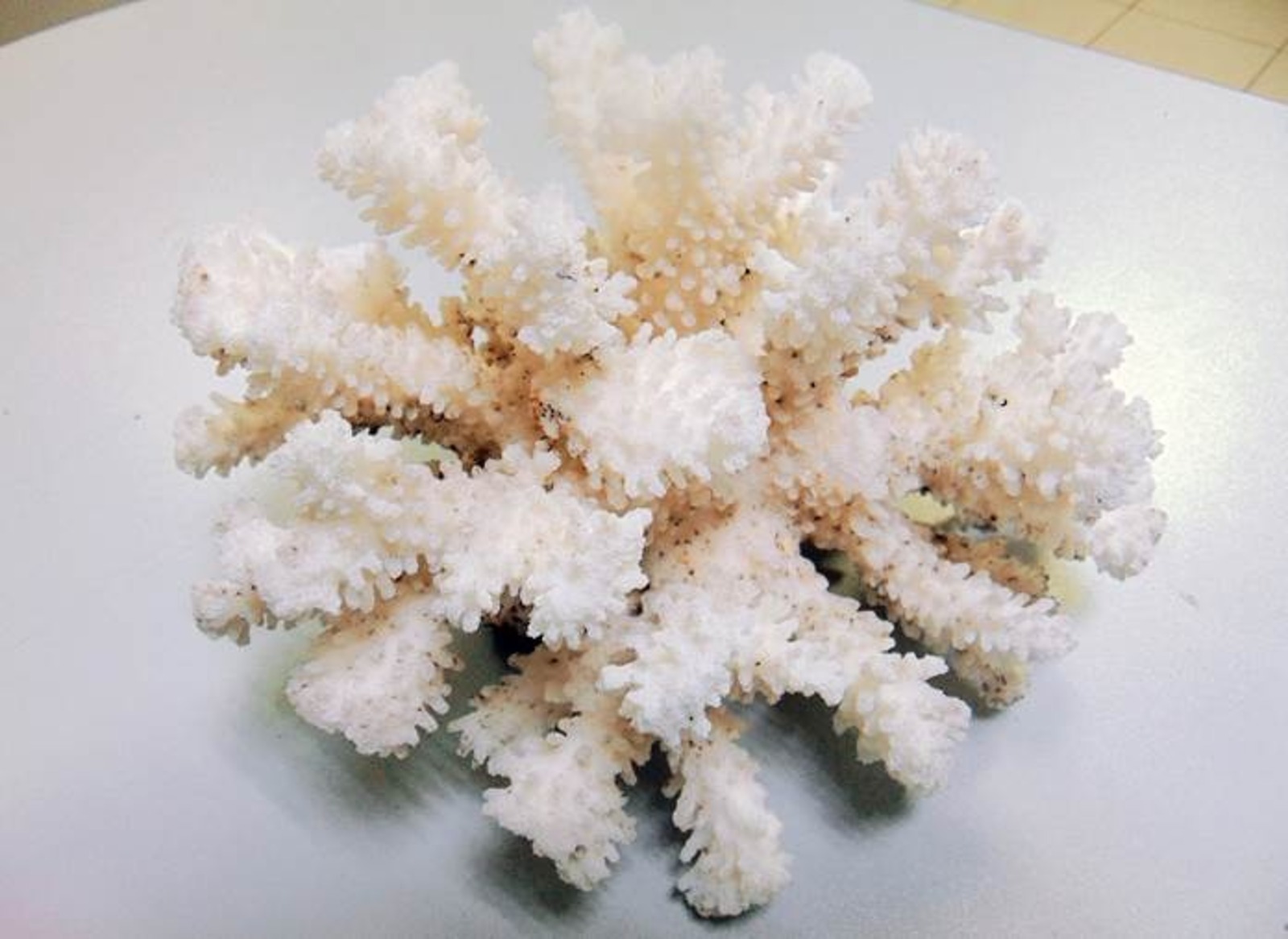 Таможенники уфимского аэропорта нашли у пассажира крупный коралл с Мальдив